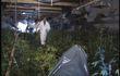 Culture de cannabis en région liégeoise